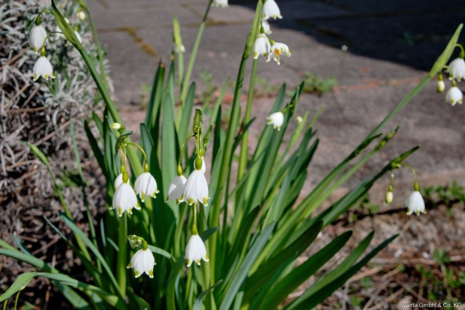 Impression Doppelhaush�lfte Schorndorf