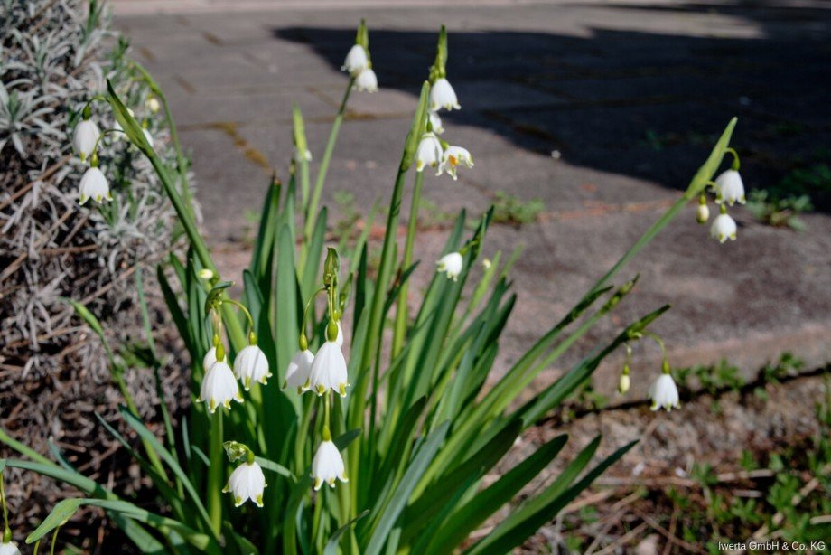 Impression Einfamilienhaus Urbach