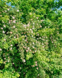 Impression Liegt an der Natur und an Ihnen